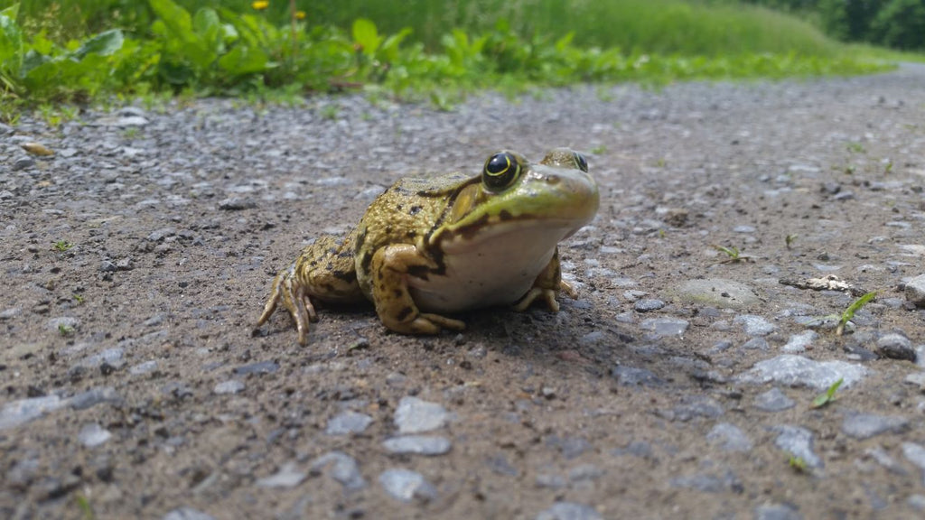 A Frog is Happy in the Driveway