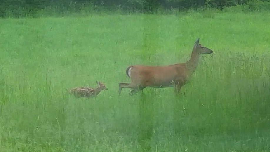 Doe and Fawn Explore the Yard